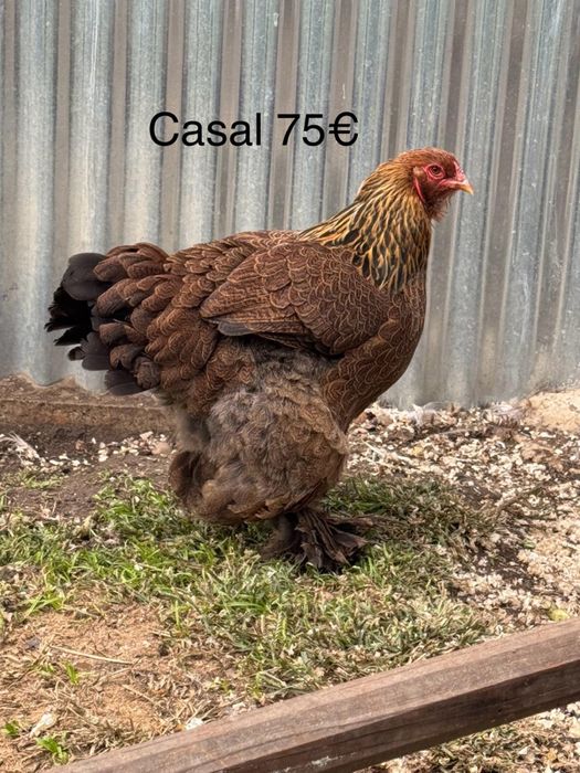 Brahma pedriz, light, mil flores