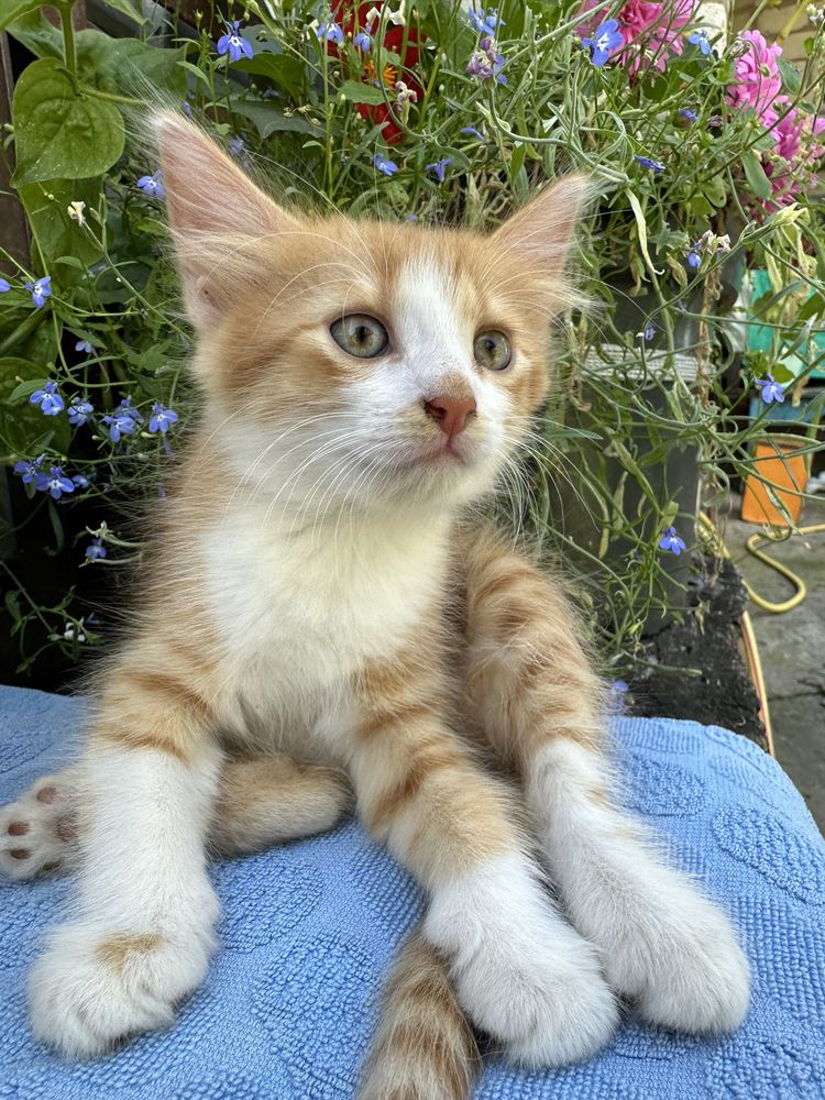 Котята бесплатно