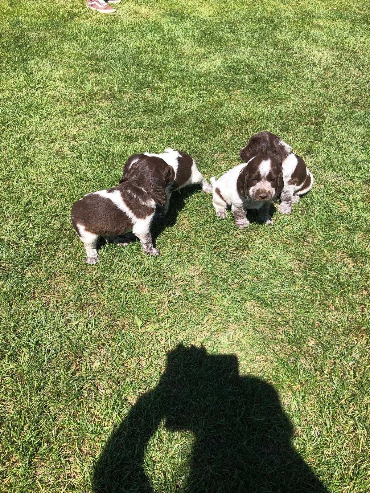 Szczenięta Polski Spaniel Myśliwski Czarty Borowe FCI