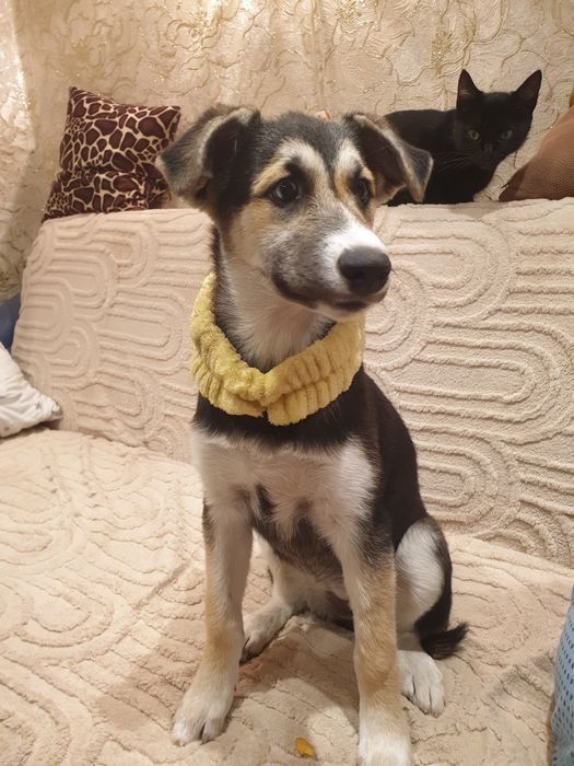 Отдам в хорошие руки