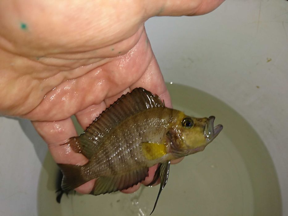 Altolamprologus compressiceps GOLD HEAD Muzi