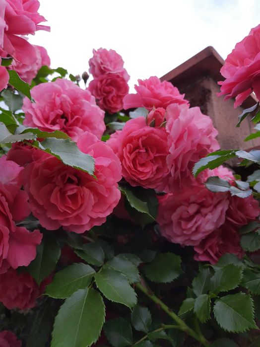 Роза вьющаяся английская крупноцветковая Сладкий поцелуй