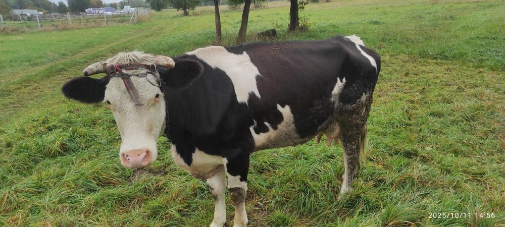 Sprzedam krowę mleczną