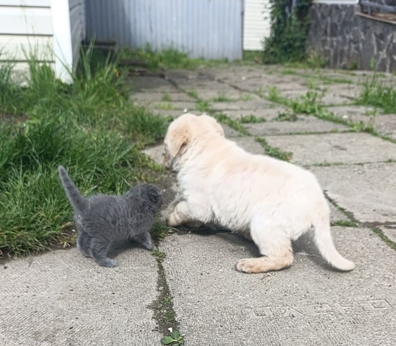 Лабрадор хлопчик