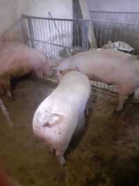 Продам свині м'ясної породи вага 150 - 160 кг