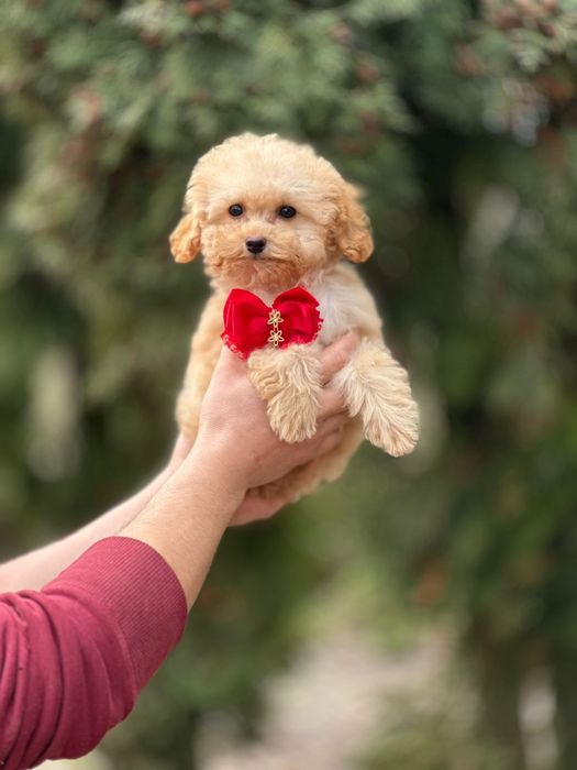Чарівна лапочка мальтіпу, мальтипу дівчинка красуня