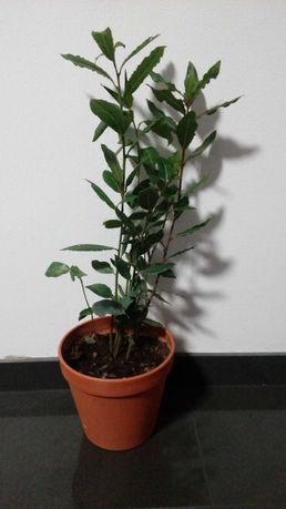 Liść laurowy, roślina (Wawrzyn)