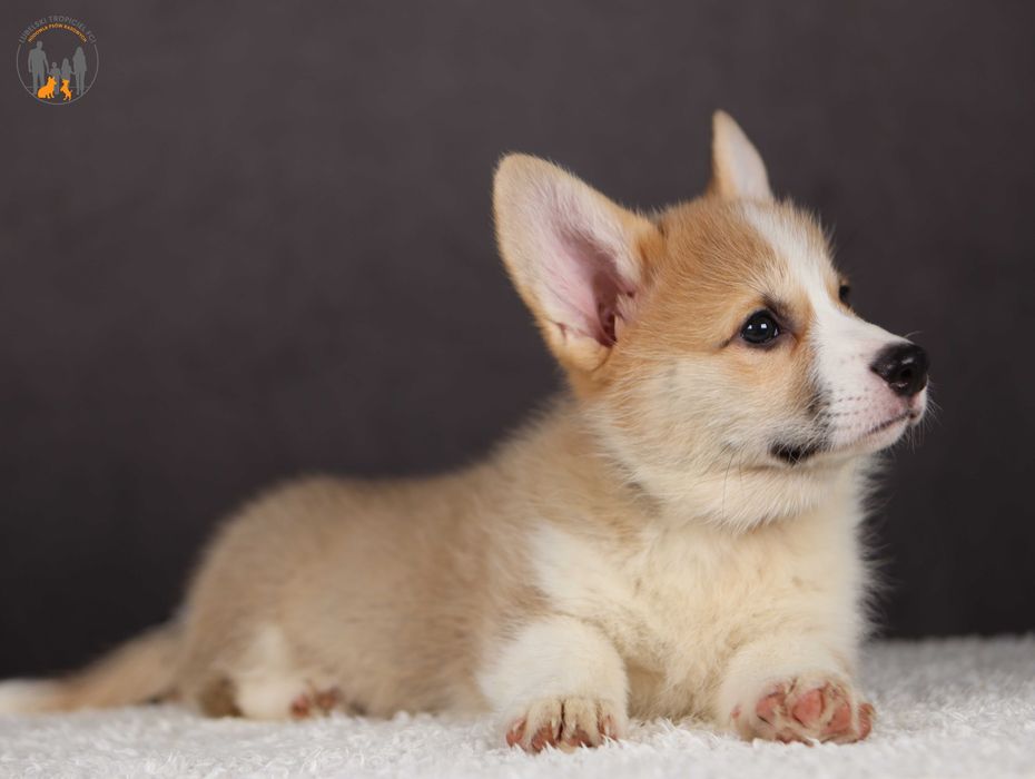 Welsh Corgi Pembroke ZKwP FCI po pięknych  rodzicach rezerwacja