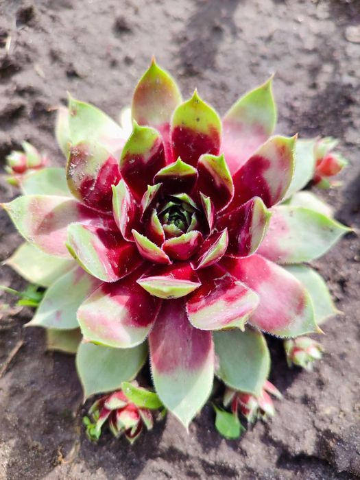 Набір молодил + очиток в подарунок