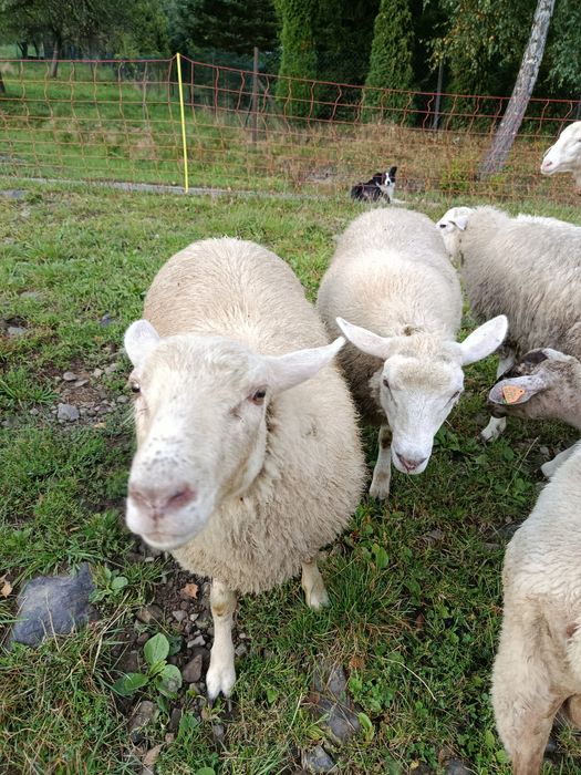 Jagnięta owce jagnięcina