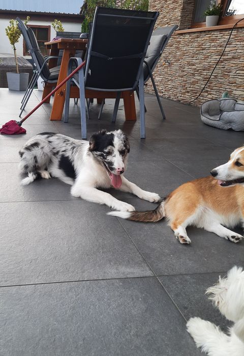 Border Colie piesek 5 miesięcy