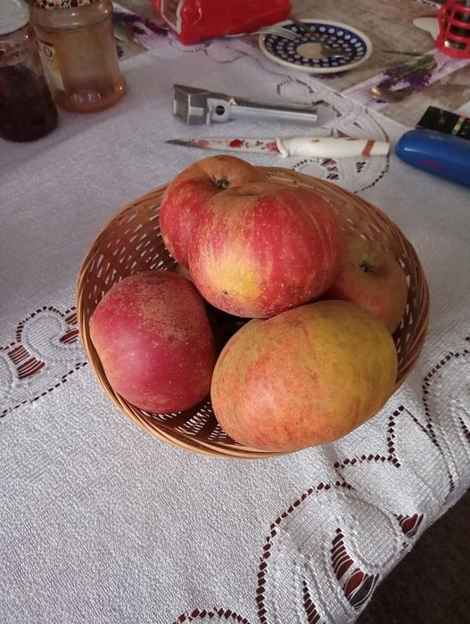 Złota reneta jabłka swojskie ekologiczne