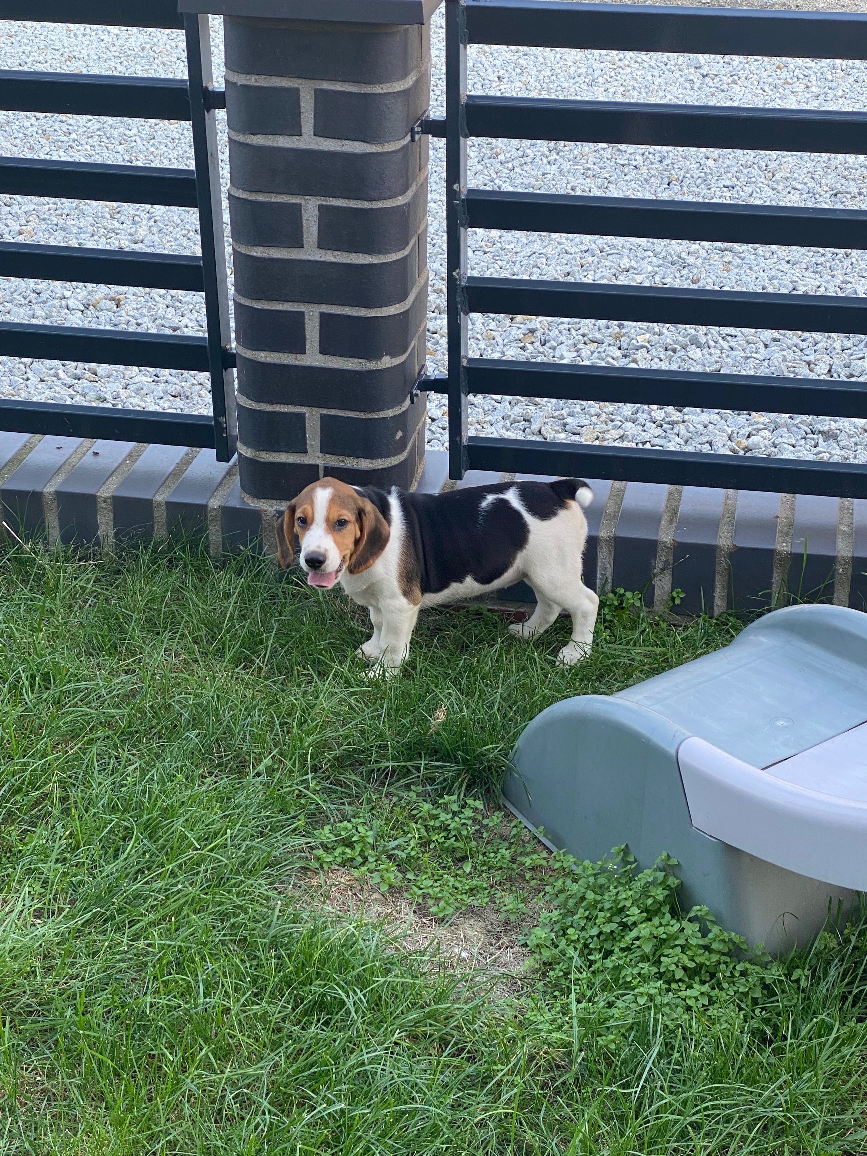 Śliczny szczeniak Beagle