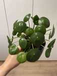 Pilea peperomioides Pieniązek - pieniza