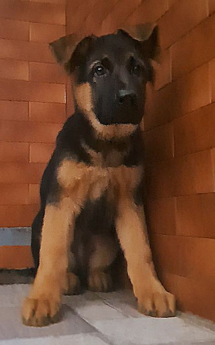 Щеночки немецкой овчарки