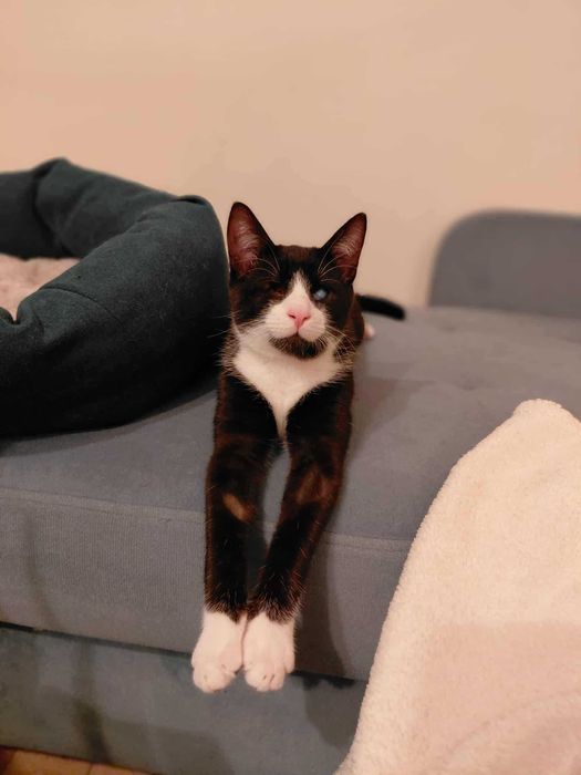 piękne kociaki do oddania w odpowiedzialne rece