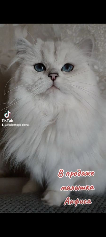 Котенок девочка. Серебристая шиншилла. Котята британцы.