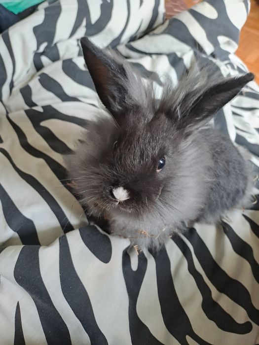 Małe króliki rasy lwiej