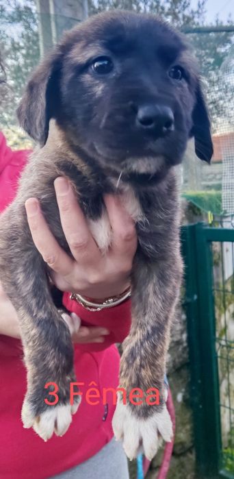 Cadelinhas para adoção