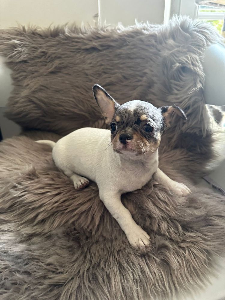 Chihuahua Mini Macho