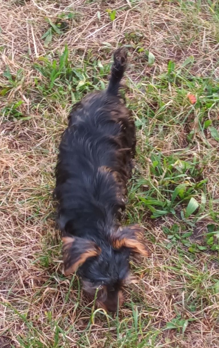 York Terrier piesek