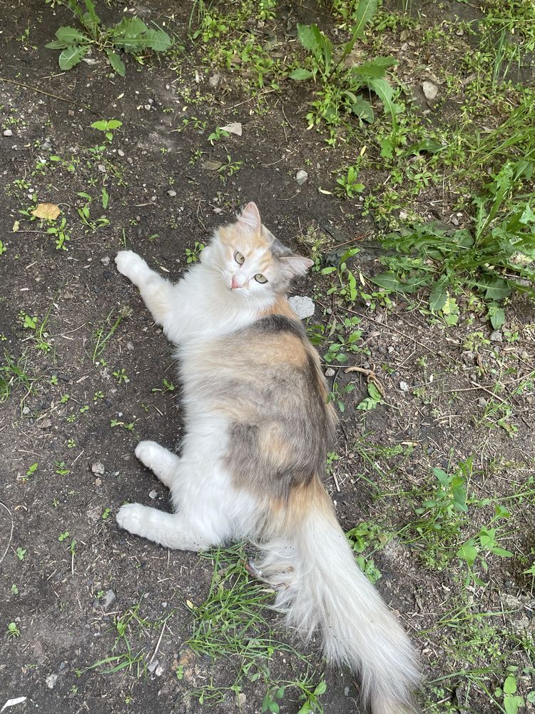 Кошка кішка безкоштовно бесплатно  кот