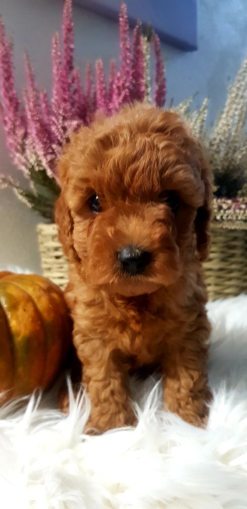 Cavapoo f1 b suczka