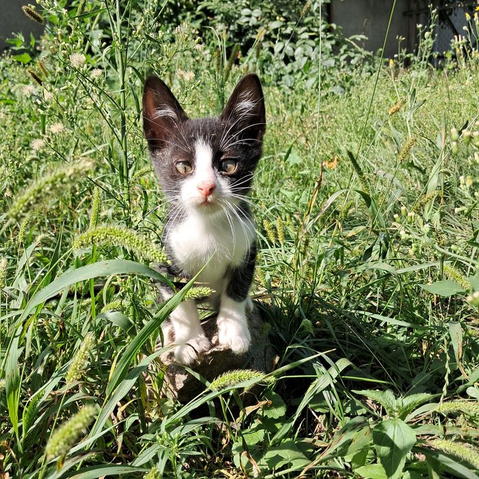 Кошеня шукає дім