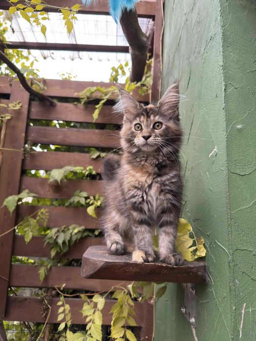 Puchata koteczka MCO FPL Całka