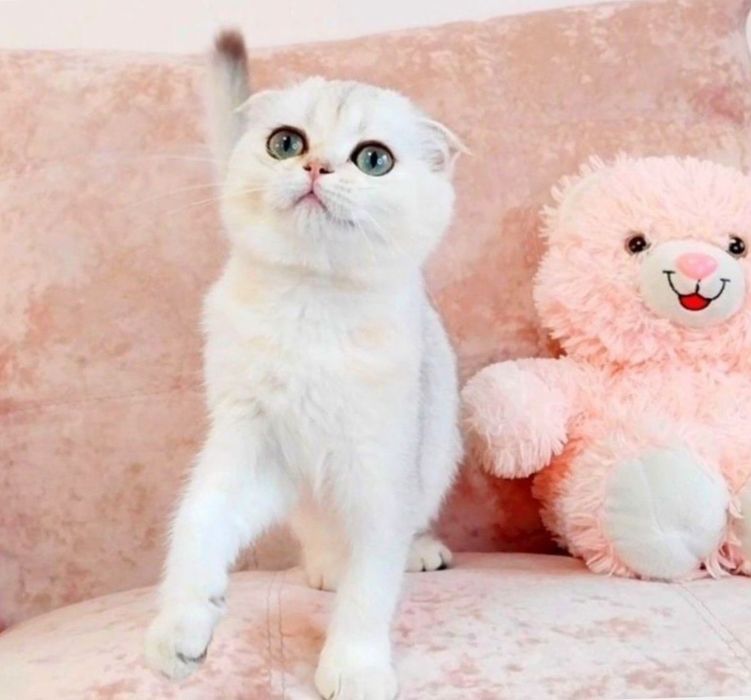 Скоттиш фолд девочка милашка шиншиллка