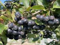 Owoce aronii, aronia z ekologicznej działki