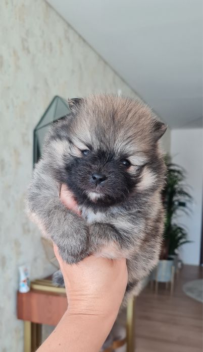 Menino Lulu da Pomerânia mini de Qualidade