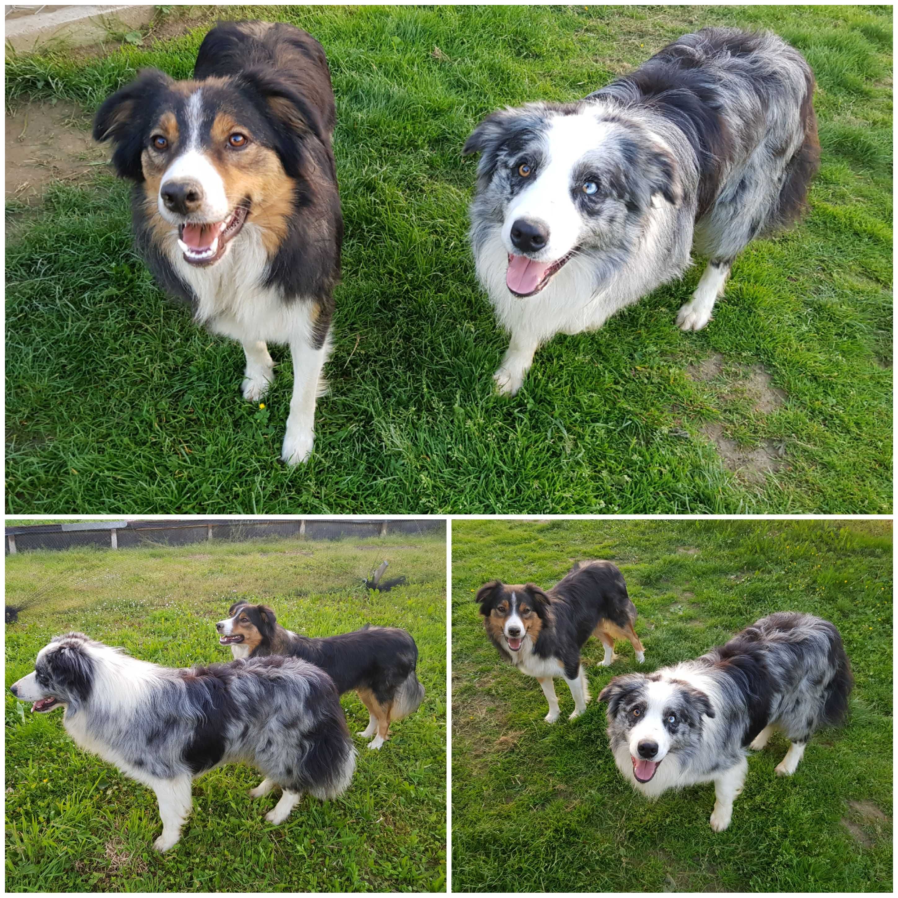 Border Collie sunia suczka przebadani rodzice do odbioru