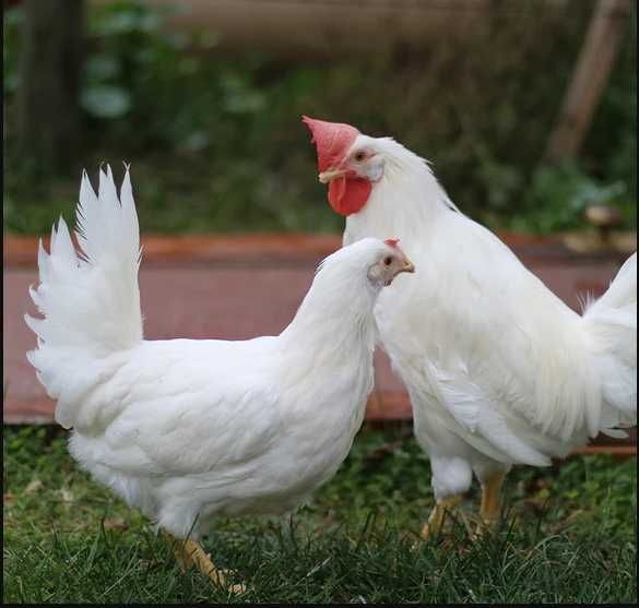 KURY kurki nioski ROSA DOMINANT LEGHORN młode zdrowe Transport