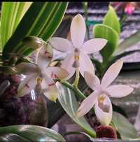 Орхідея фаленопсіс тетраспіс Phal.tetraspis 'Wisp', доросла рослина