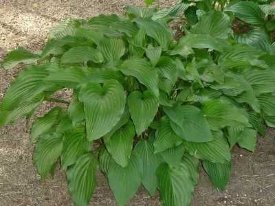 Funkia Siebolda, hosta o  zielonych liściach, prosta w uprawie