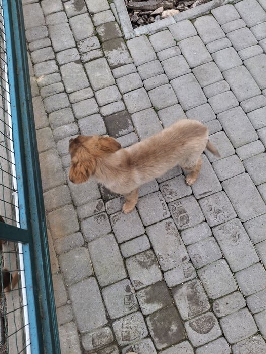 Цуценя щеня риженьке, пухнасте 3 міс