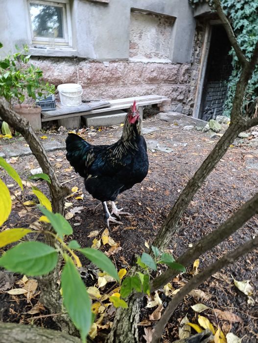 Piękny kogut - mix marans