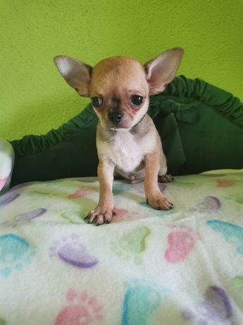 Chihuahua, Samiec