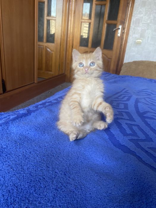 Плюшка прямоушка