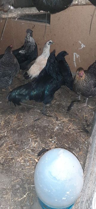 Ayam cemani para
