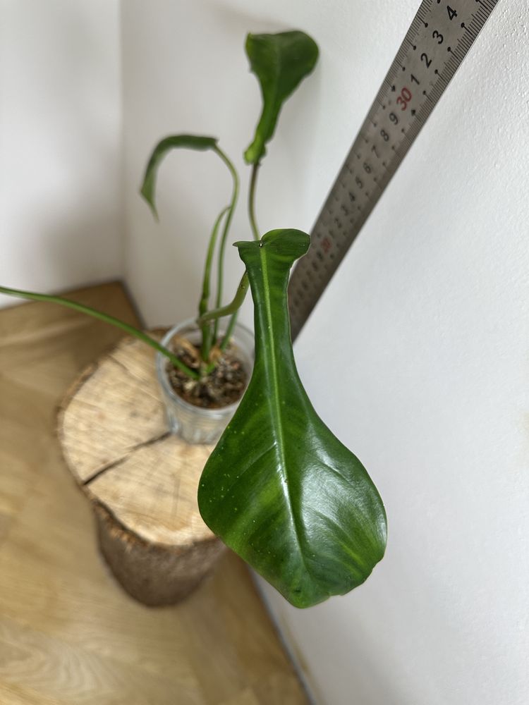 Філодендрон Philodendron Joepii
