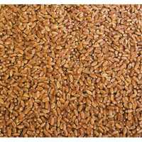 Зерно пшениці чисте сухе кукурудза ячмінь