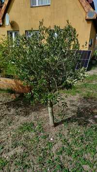 Drzewko oliwne oliwka dostępne 3 sztuki