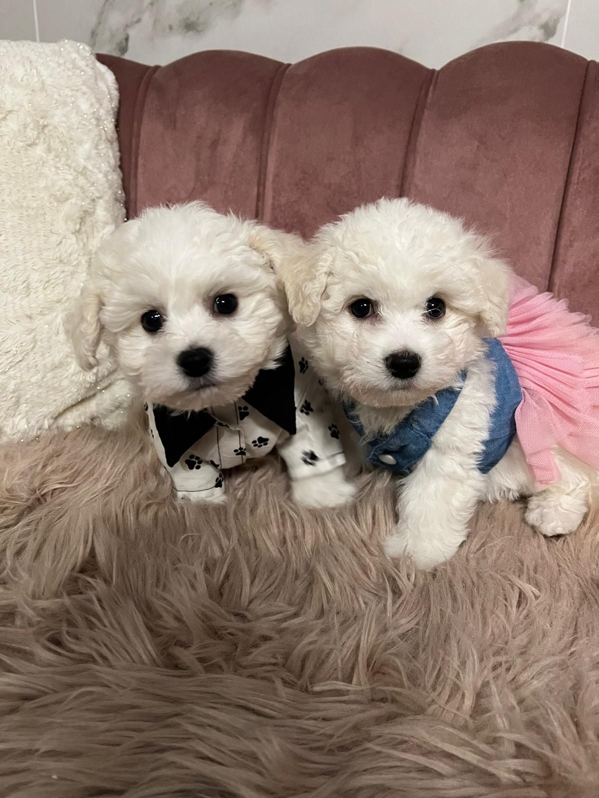 Bichon frise szczeniak bardzo ładny