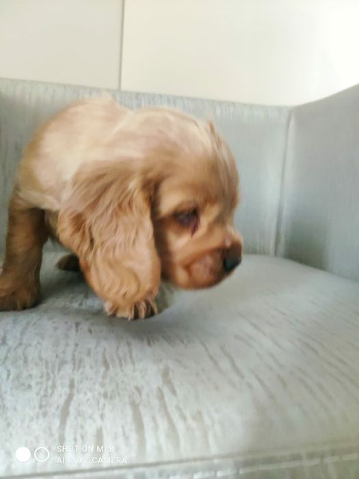 Cocker spaniel pura ternura