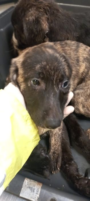 2 bebés para adoção responsável