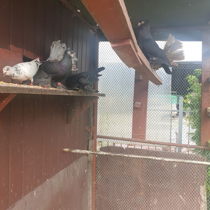 Sprzedam gołębie - wywrotki