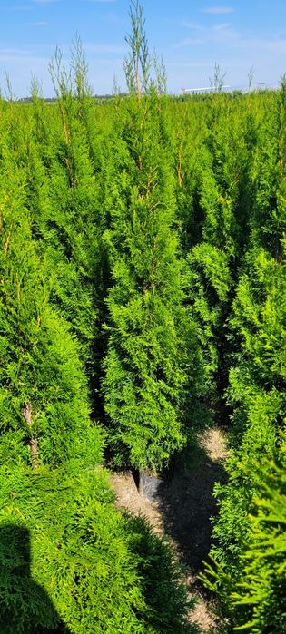 Tuja smaragd 160 cm tuje 100 brabant 60 thuja thuje Mrągowo