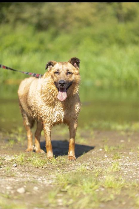Gary - kochany psiak szuka domu